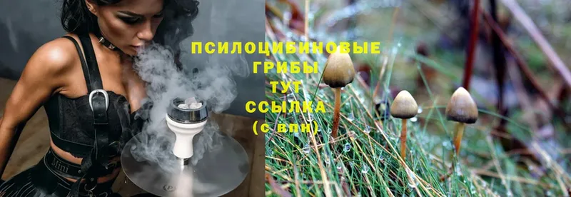 наркошоп  Катайск  Псилоцибиновые грибы Psilocybine cubensis 